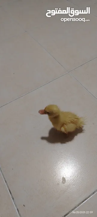 بطه مع قفصها