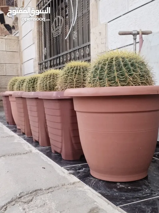 نبات الكره الذهبيه او ساده حماتي
