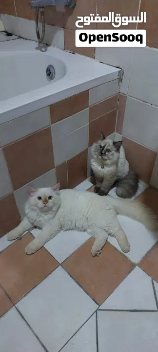 very beautiful cats