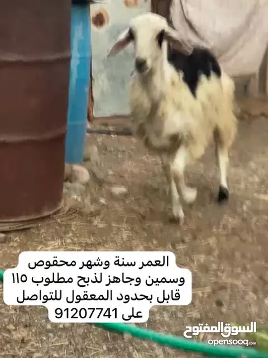 كبش مخصاي جاهز لذبح