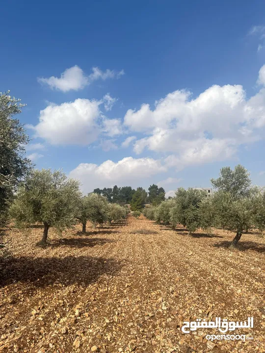 فرصة العمر مزرعة زيتون راقية  طريق اربد عمان كافه الخدمات 17 دونم و نص منتجه