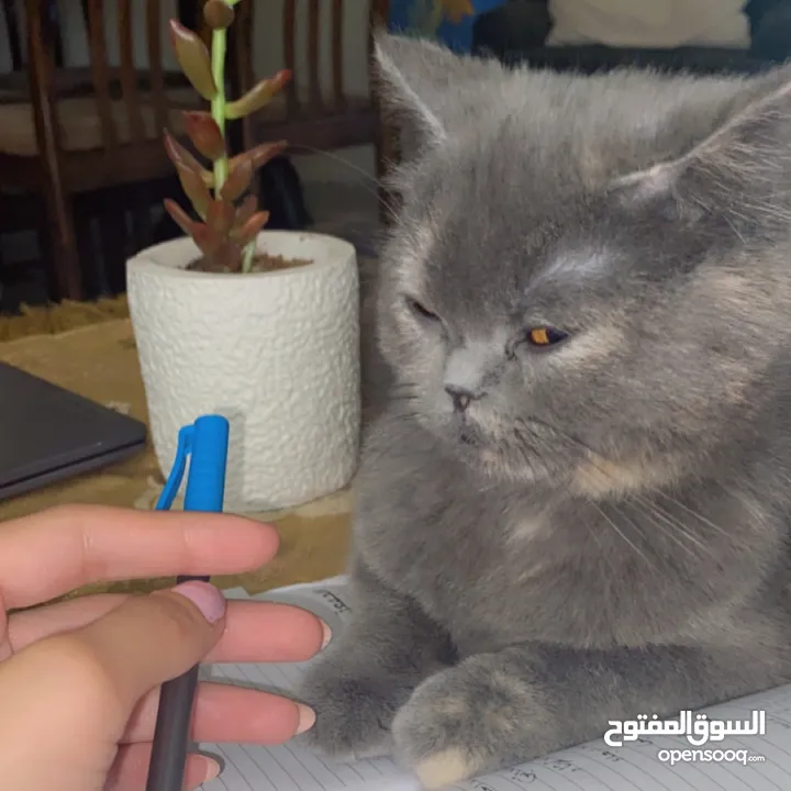 قطه سكوتش فولد مكس برتش للبيع.                                                                   ًً