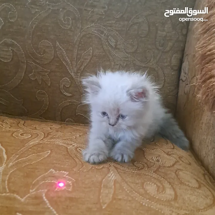 تواصل واتساب " قطط بيرشن وهملايا "