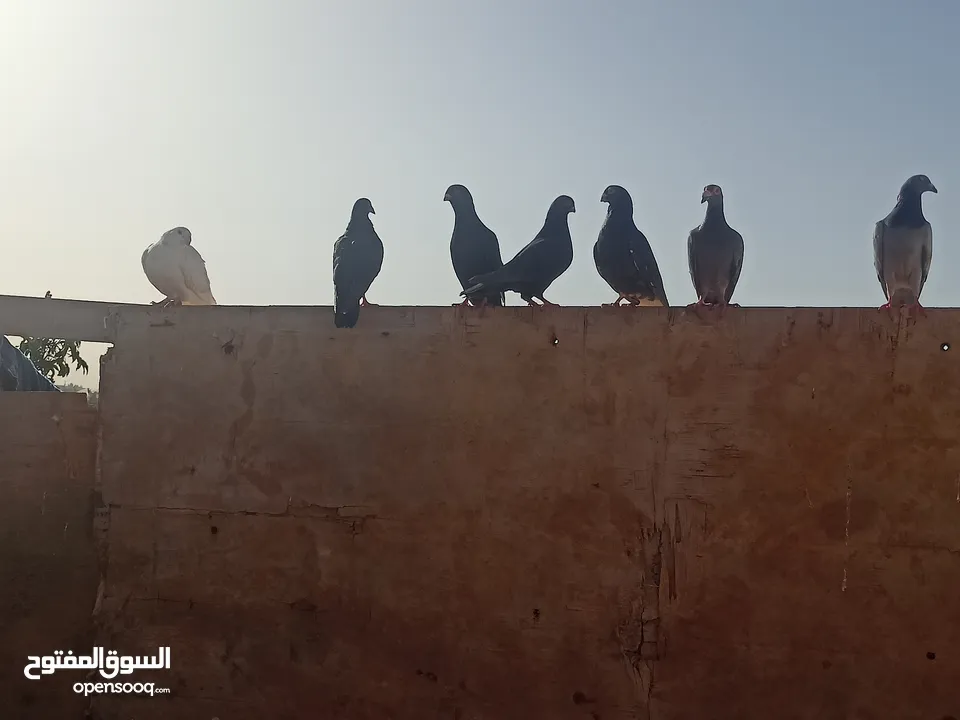 كوم حمام للبيع كلو شغال انشاء الله انواع مختلفه