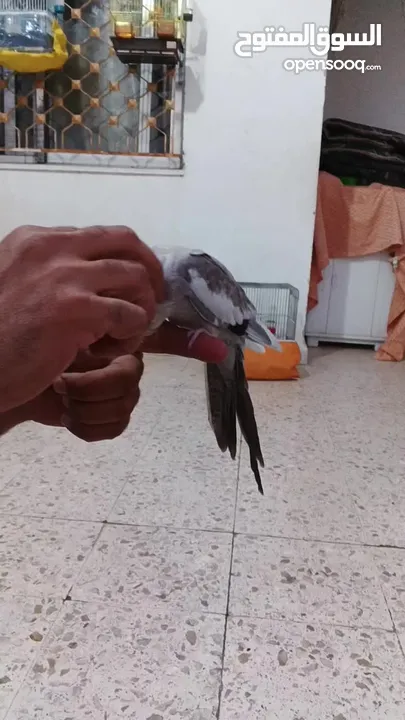 كوكتيل وايت فيس