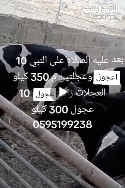 عجول وعجلات  للبيع اللي معني