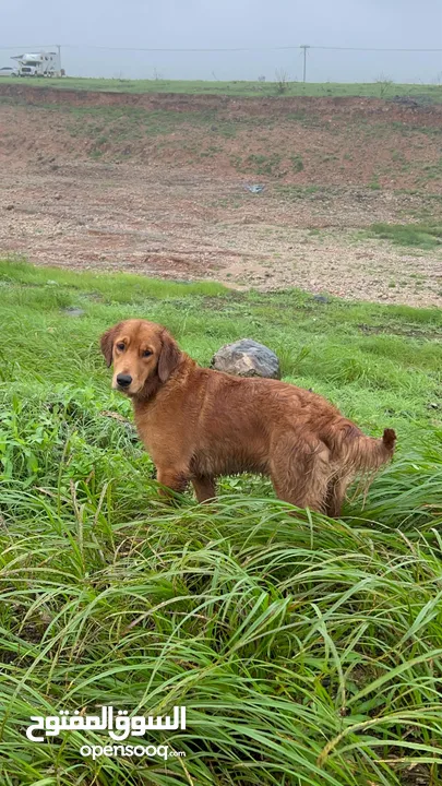 Golden Retriever جولدن ريتريفر