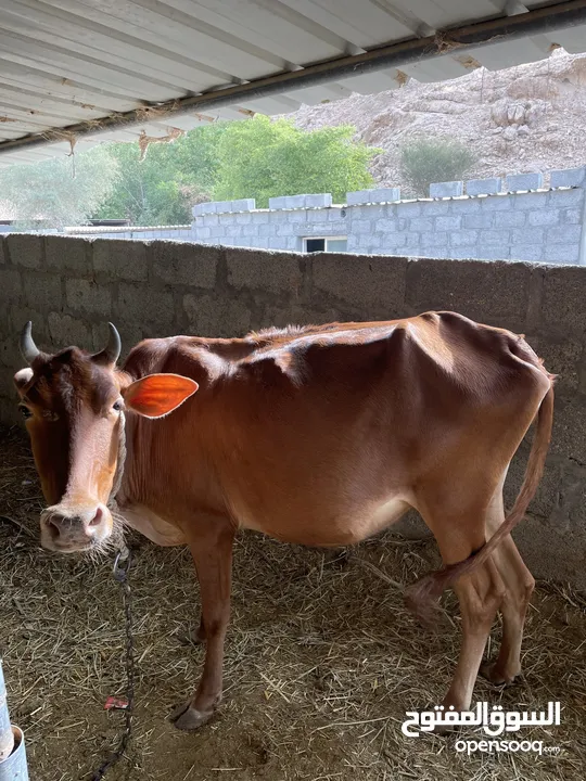 النوع: بقره محليه صغيره فالسن عشار خاليه من جميع العذاريب