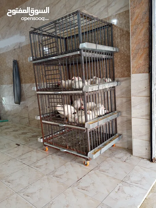 عدة محل دواجن
