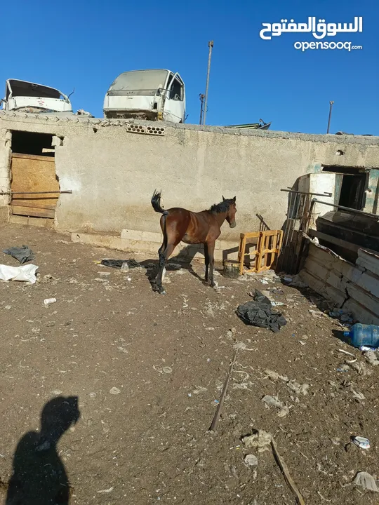 مهر نخب اول