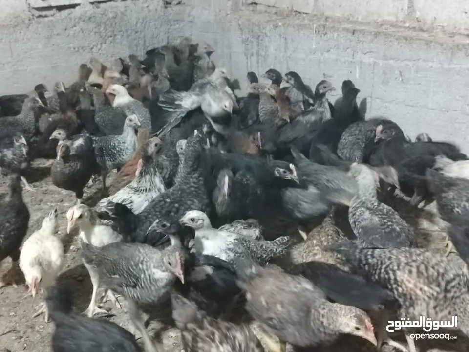 بسم الله ماشاءالله موجود فرخات بلدي نخب اول العدد 85 حبة العمر شهرين صلاة النبي الي شرا يرن ما منقصر