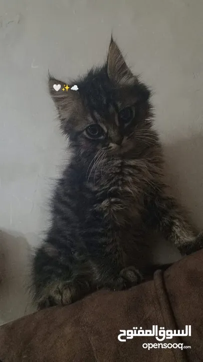 2 ذكر 2 اناث