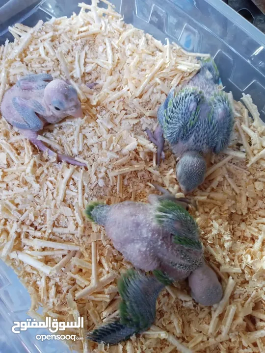 متوفر فراخ دره زق يدوي
