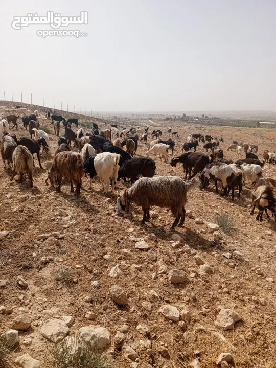 مطلوب راعي