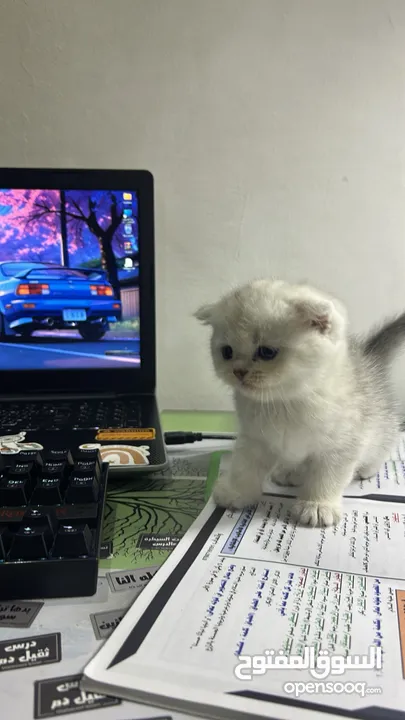 للبيع قط سكوتش فولد