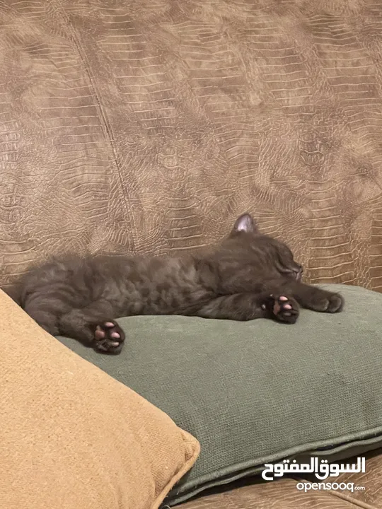 3 months old Male Pure Scottish Fold Kittens