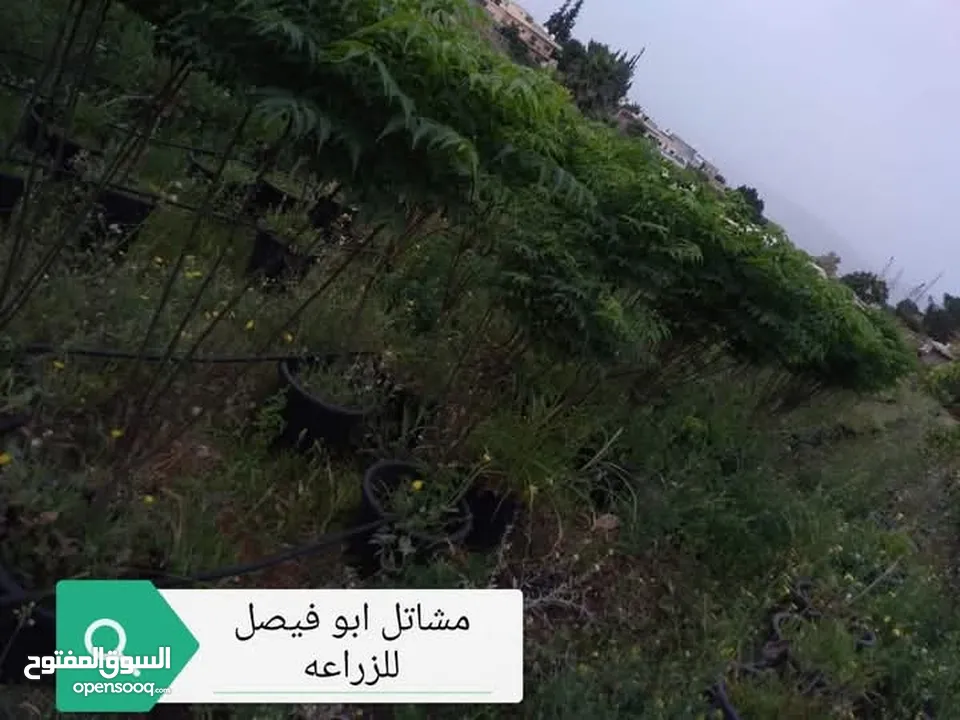 جميع انواع الاشجار الزينه والمثمره بأفضل الاسعار