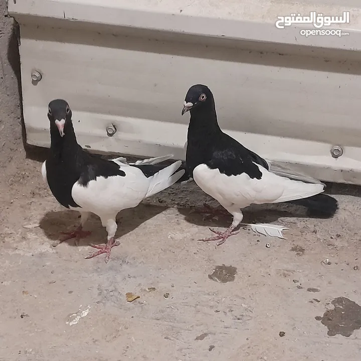حمام للبيع جواج الجوز 10