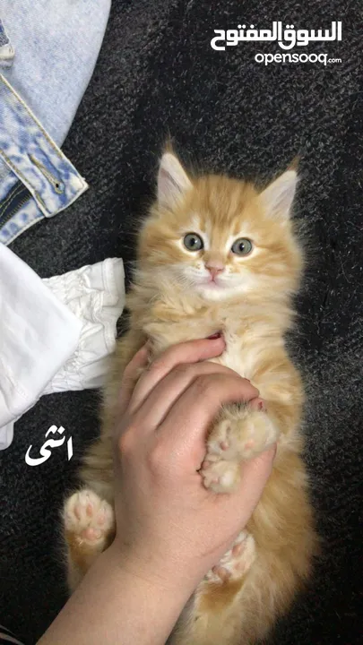 متوفر ثلث قطط بريتش