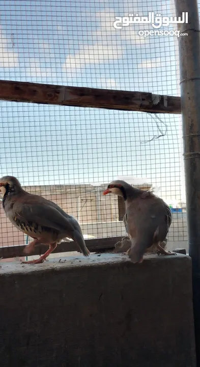 متوفر 3جواز حجل بلدي شغالات العمر حوالي سنتين تفقيس جاجه   جاجه قرقه تحتها 8فراخ حجل  12بيضه حجل