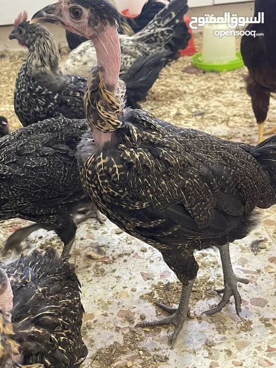 فراخ دجاج بلدي او ابو رقبه