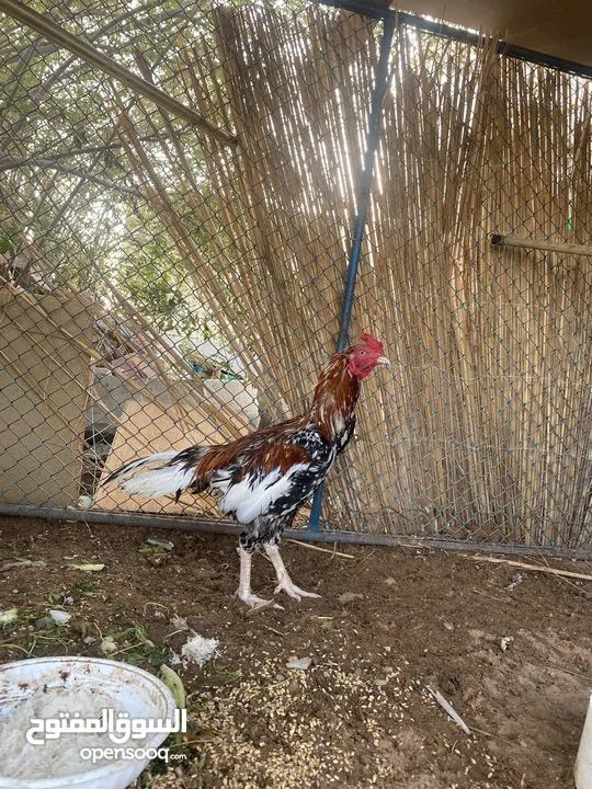 ديك باكستاني بيور اصلي بوليا عمره سنه ثلاث شهور