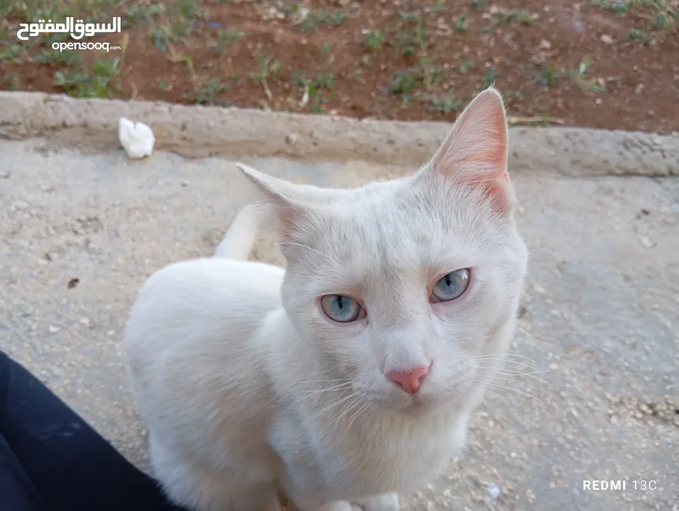 قط ابيض جميل جدا مع عينان زرقاوان و حالته الصحية جيدة و هادا و مرح وكن غير مدرب