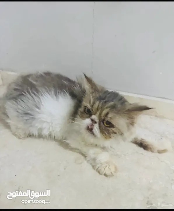بكي فيس للتبني