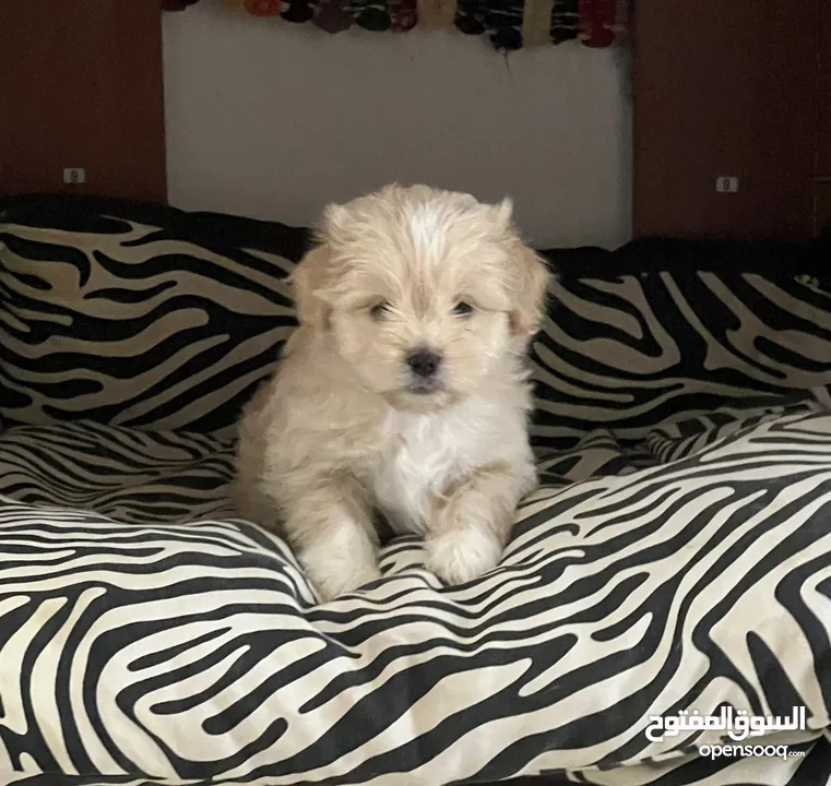 Maltese puppy 2 months old