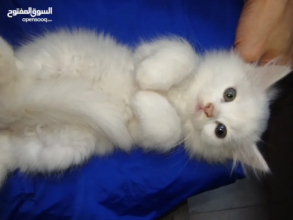 3قطط للبيع موجودين في عناتا ضوحي القدس  مافي توصيل