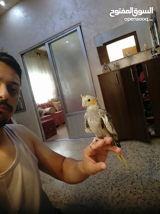 كوكتيل أليف