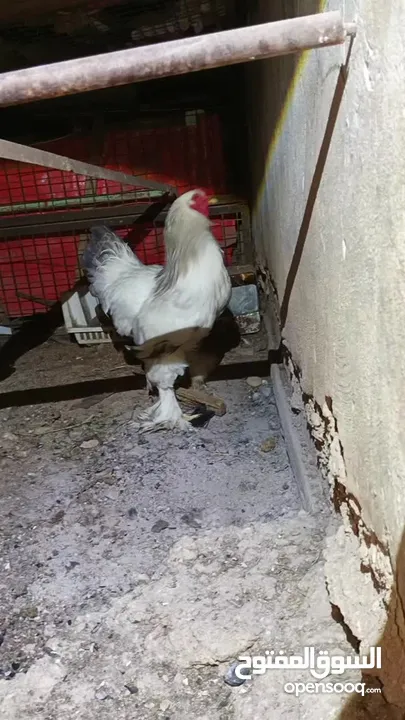 ديوك براهما بيور