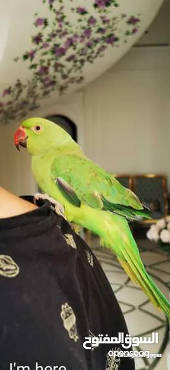 ببغاء الدرة