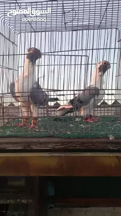 جوز فراخ اسطنابله  زرق وفرخ اسطنبولي احمر حبكين موجودات في الهاشمي الجنوبي