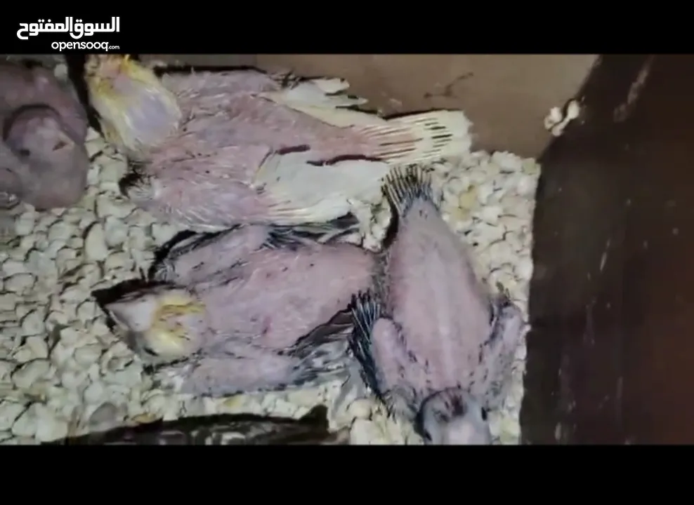 موجود 4 افراخ كوكتيل 2 البينو. و2عاديات الفرخ. الواحد 13 موجودات في مادبا
