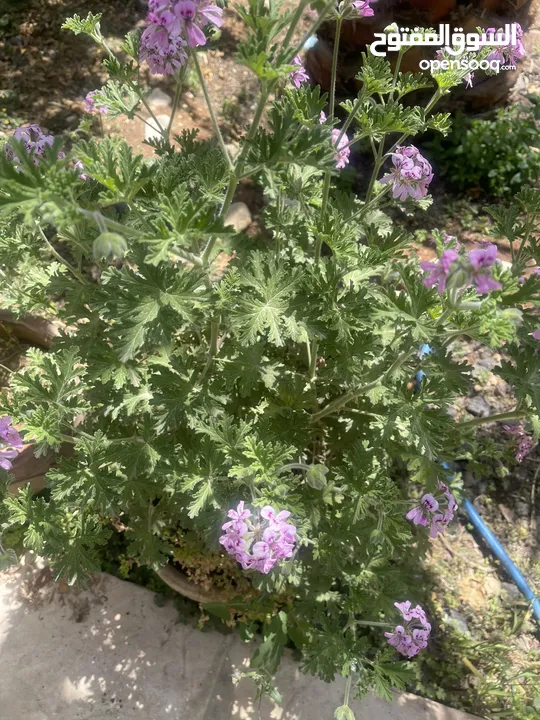 نبتة العطرية مزهرة ورائحة فواحة