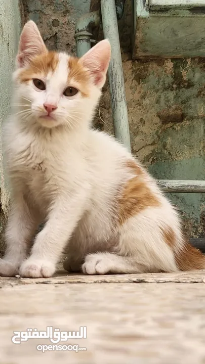 قطط للتبني