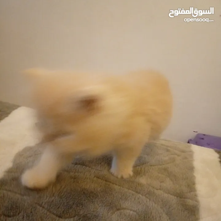 قطط شيرازي للبيع Persian cats for sale