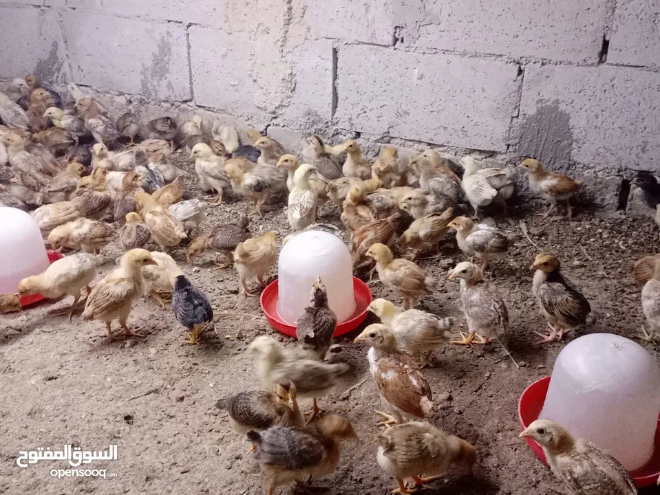 صوص بلدي عمر 38 يوم   صوص بلدي عمر 18 يوم