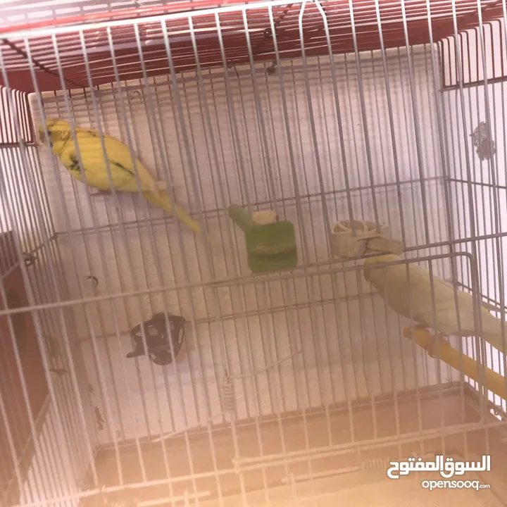 جواز كوكتيل جواز حب مكفول