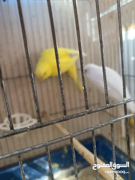 جوز حب اقراء