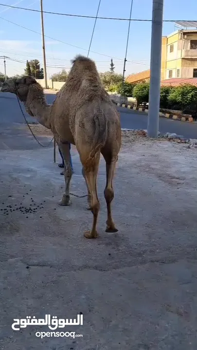 جمل ضحيه للبيع  ما شاء الله