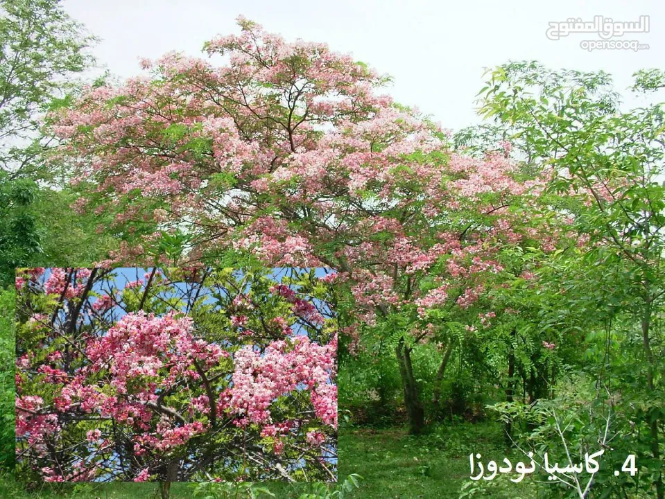 للبيع جميع انوع الاشجار all type of plants