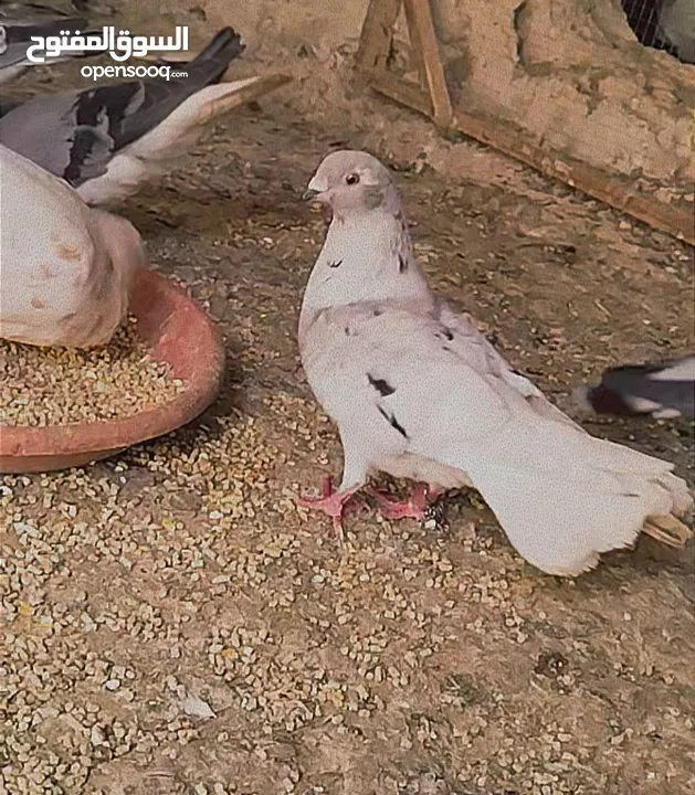 طير نوري قراقطه بيبي فيس فحل نار اذكر الله وصلي ع نبي