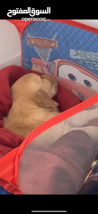 puppy Golden Retriever جرو جولدن رتريفر