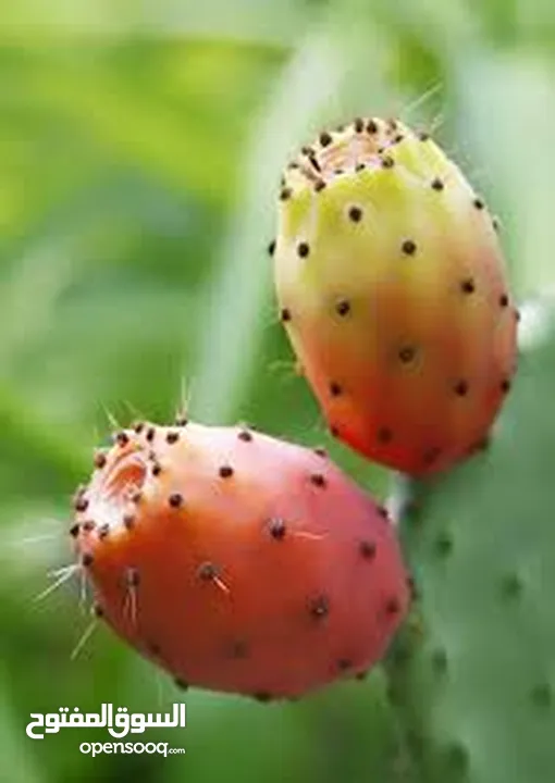 نبتى صبار منزلي مثمره