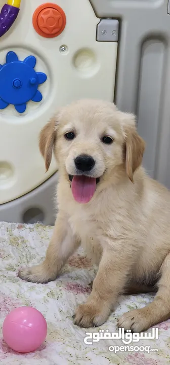 GOLDEN RETRIEVER PUPPY 45 DAYS OLD