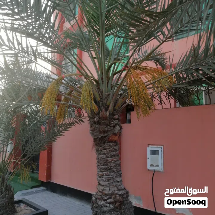 لتنظيف النخيل والواشنتونيا والاهتمام بالحدائق والثمار بكافه انواعها