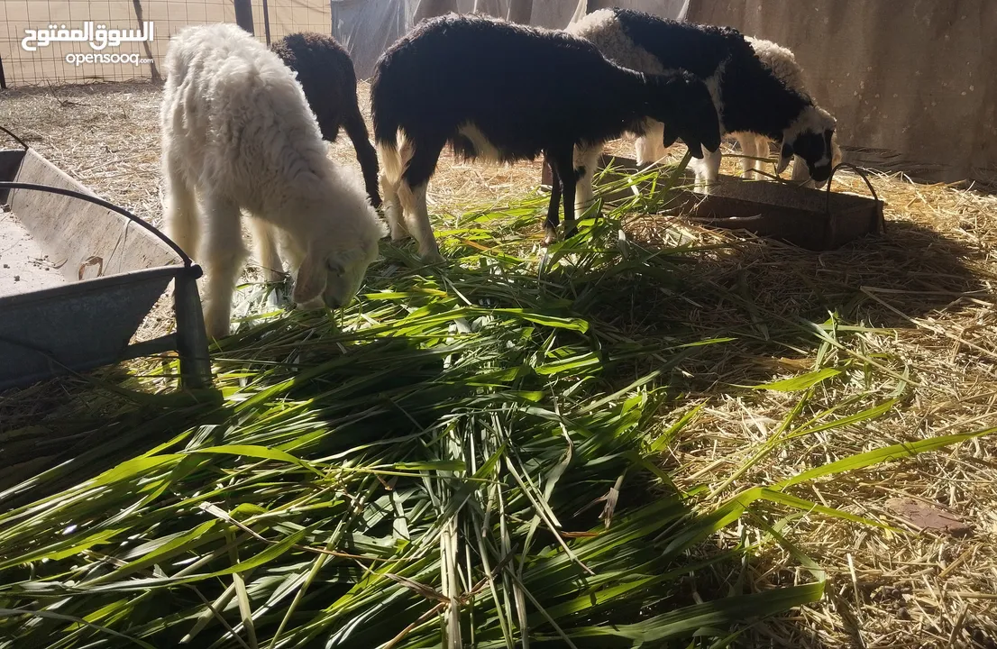 كبشان وحملات للبيع حلال طيب وخالي من العذاريب