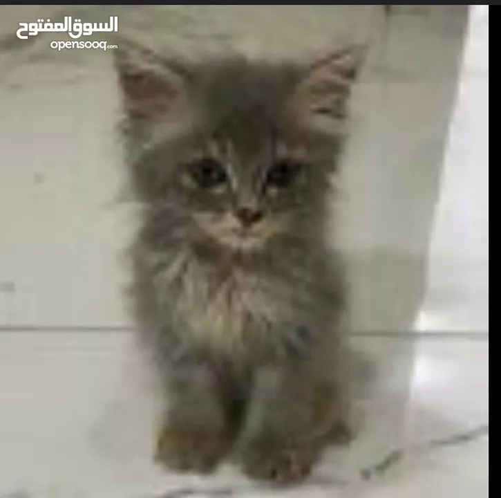 قط لالبيع في الدخل المحتل طبريا